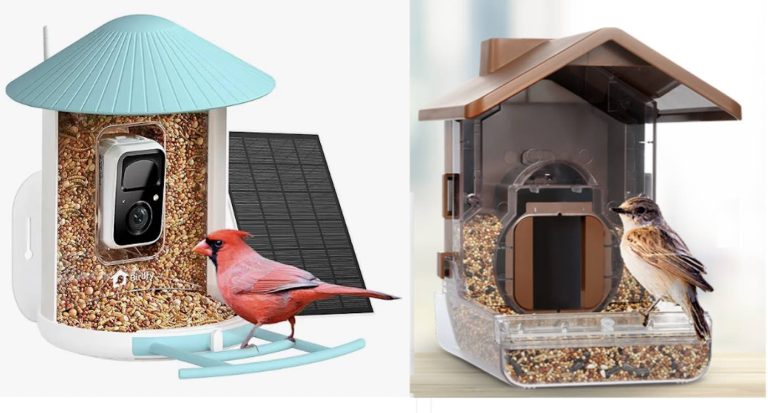 These Bird Feeders Have Onboard Cameras That Deliver Close-Ups of Your Feathered Friends