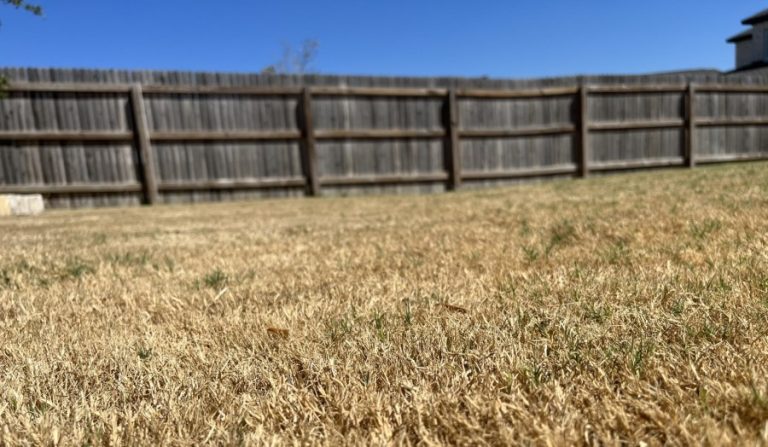 How Central Texas lawns are weathering the longest dry spell of 2024