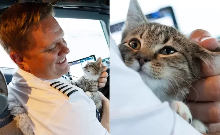 Pilot of Rescue Flight for Pets Impacted by Hurricanes Adopts Kitten, Finding ‘Love at 30,000 Feet’