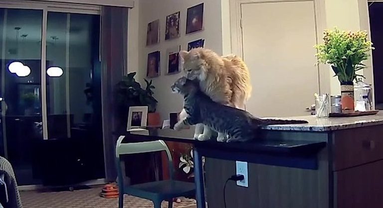 Sunday Funnies: Cat Teaches New Kitten The House Rules By Dragging Him Off Kitchen Counter (Watch)