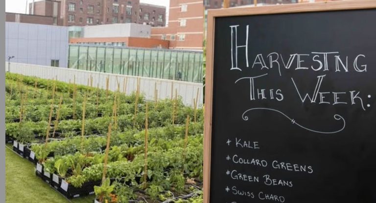 Boston Hospital Is Treating Food as Medicine with its Own Rooftop Garden