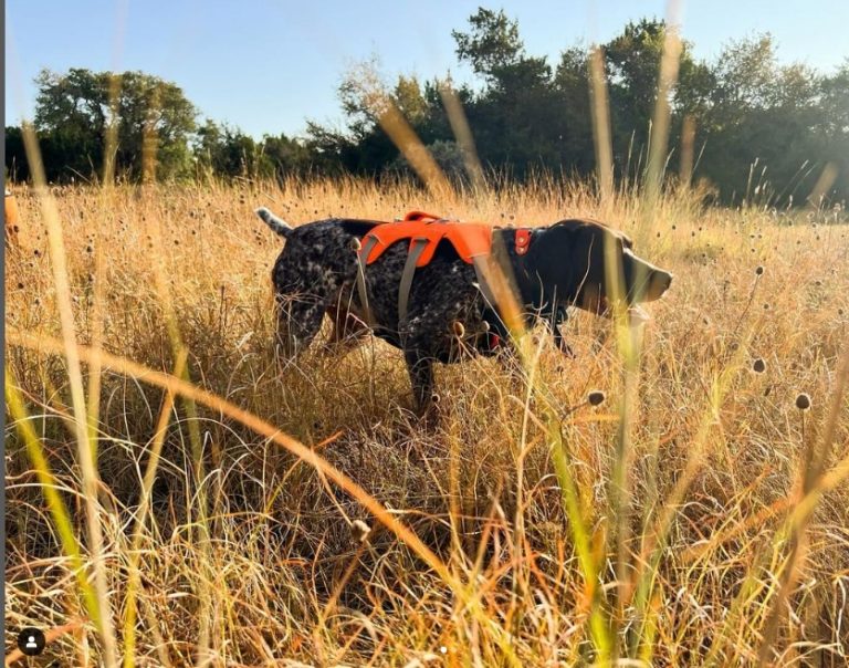 How dogs are helping save bumblebees in Texas