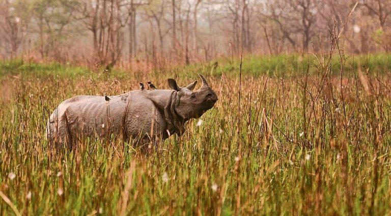 India’s Rhino Stronghold Sees 86% Drop in Poaching and Five-Fold Increase in Rhinos