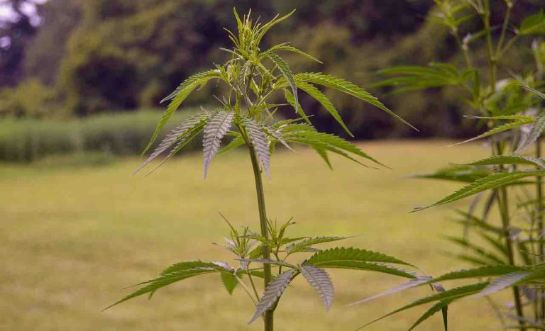 CBD from Hemp Kills Mosquitoes, Inflicting 100% Mortality Rate on Pesticide-Resistant Insects