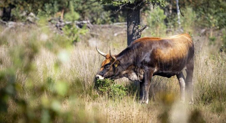 Herd of Bulls Headed to the Highlands to Recreate Effect of Ancient Oxen on Scottish Soil