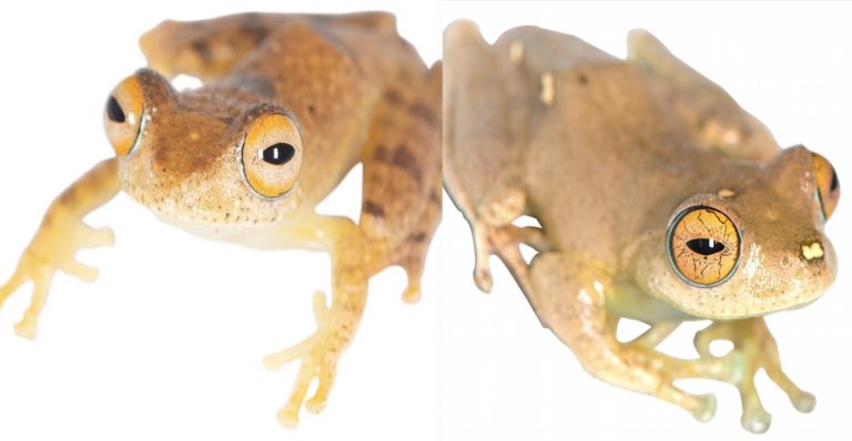 Seven New Frog Species Were Named After Star Trek Captains: ‘To Boldly Croak’