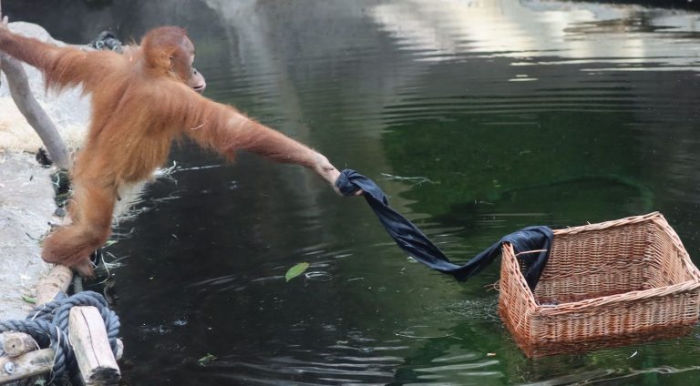 Clever Orangutan Makes a Tool to Retrieve Floating Basket From Pond – LOOK