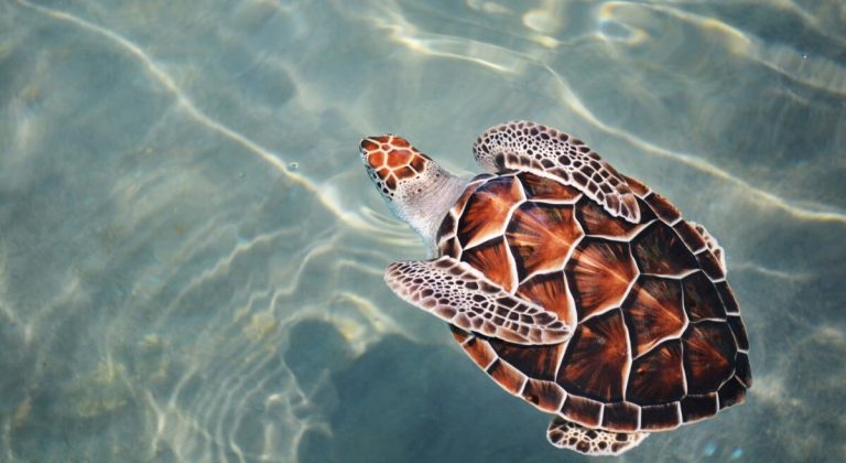 Sharp Increase in the Numbers of Nesting Sea Turtles Rewards a Generation of Hard Work in Greece