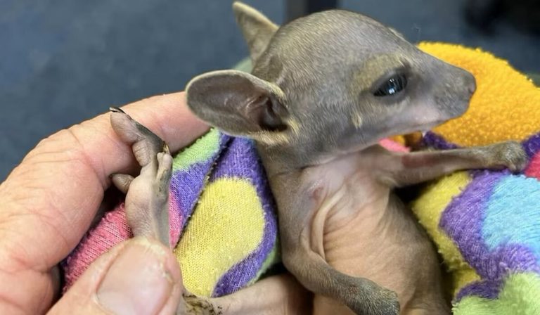 Old Incubators Help Save Orphaned Kangaroos by Imitating Their Mother’s Pouch