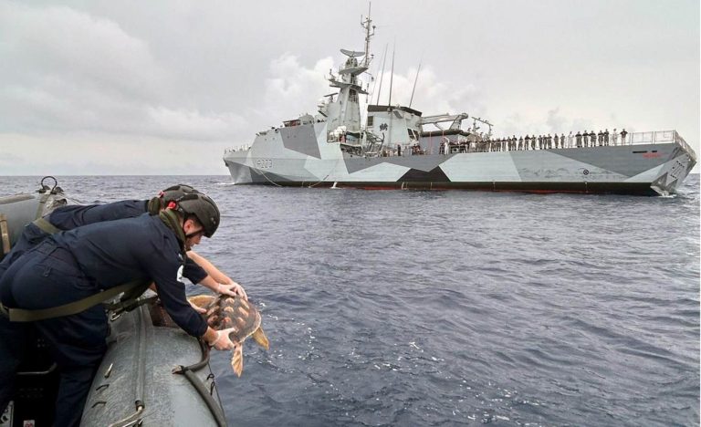 Six Rare Turtles Blown Off Course Are Returned to Original Habitat Thanks to Royal Navy