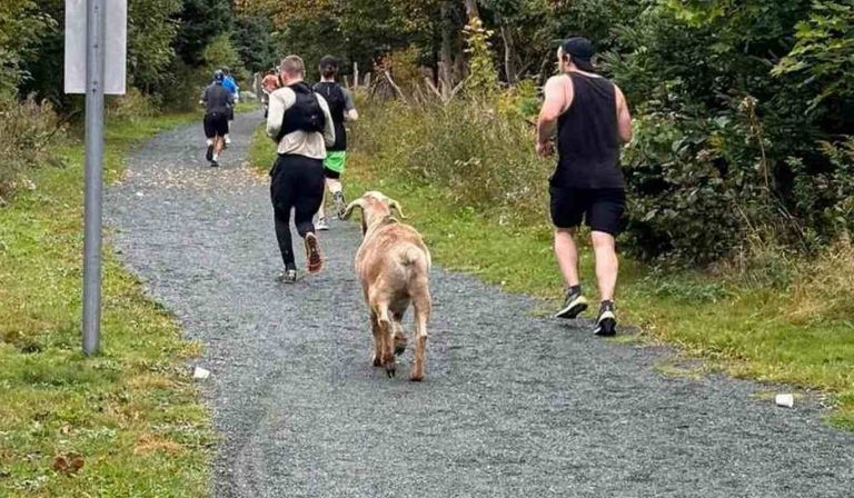 Goat Named Mr. Joshua Runs Last 4k of Local Marathon Winning Medal and Local Adoration