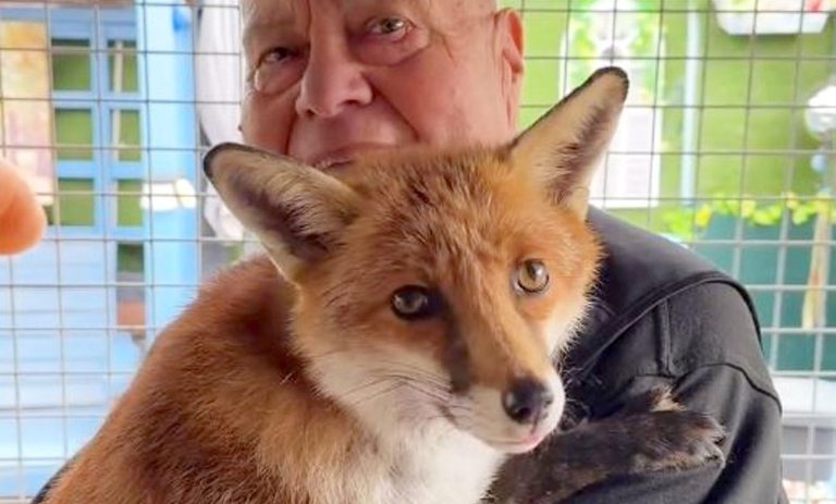 Man Builds Special Bond With a Fox He Rescued–Now She Wants to Hug Him Every Day (WATCH)