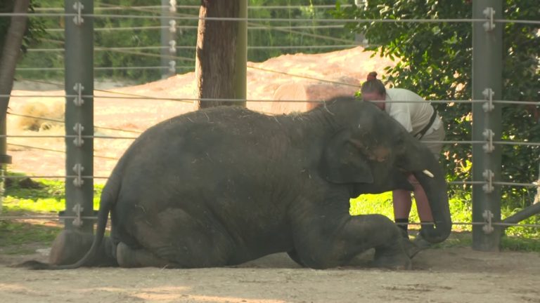 ‘There is no cure right now’ | How Fort Worth Zoo’s adorable baby elephant might help cure a deadly disease