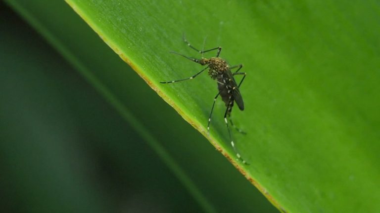 A second West Nile Virus death has been reported in Dallas County