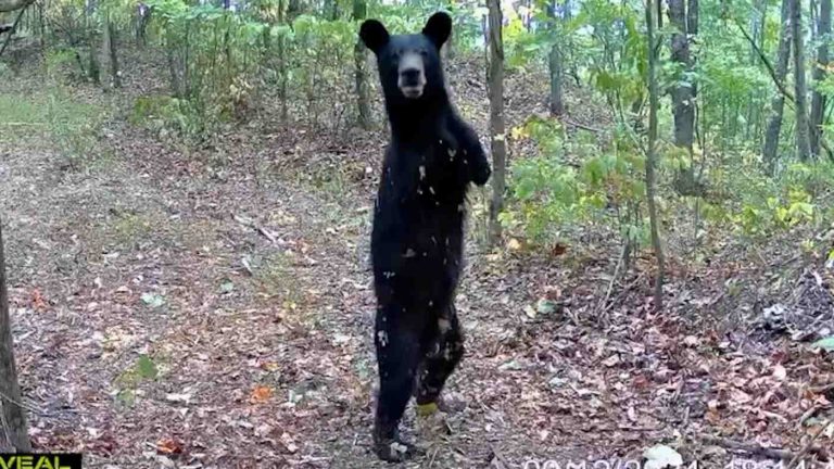 Trail Camera Shows ‘Truly Amazing’ Bear–Born with 2-Legs and Living Large in West Virginia