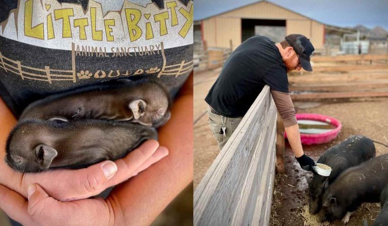 Rescued Piglets Dumped on a Rural Road Are Now Living ‘High On the Hog’ (Watch)