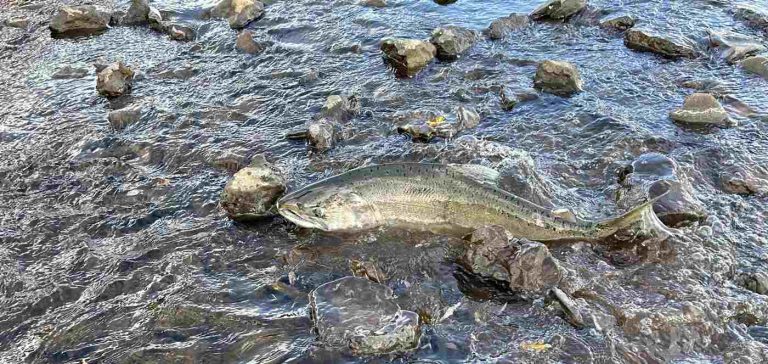 First Salmon Since 1912 Spotted in Klamath Basin Just Weeks After Dam Removal in Oregon