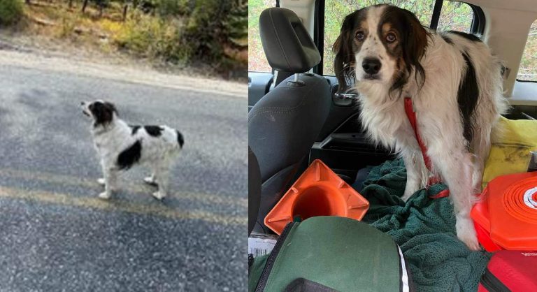 Dog Sits Down in Middle of Road Unmoving–Until Officer Follows to Save Her Owner