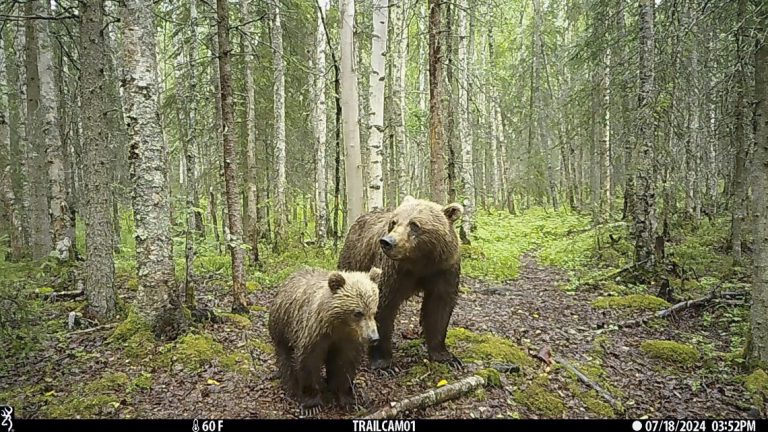 It’s not just Fat Bear Week in Alaska. Trail cameras are also capturing wolves, moose and more