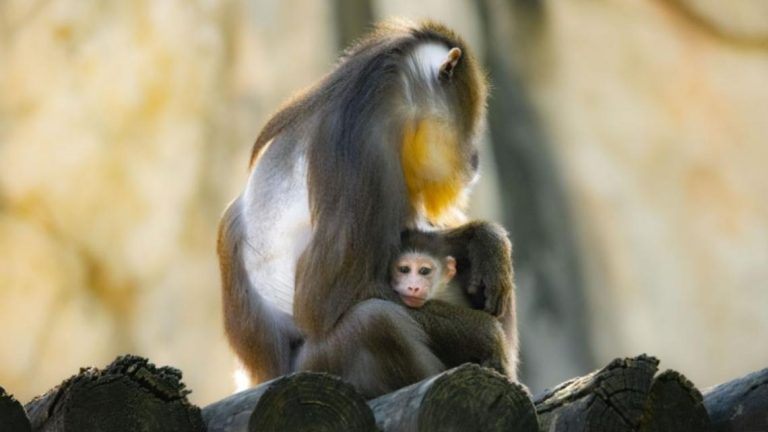 Oh baby! Second Mandrill monkey born at Fort Worth Zoo