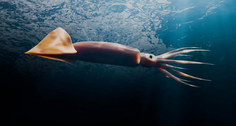 New Fabric Inspired by Squid is Leading to Temperature-Controlled Clothing