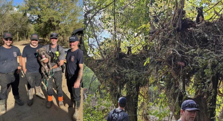 Rescue Team Finds Dog Stranded in Tree 20 Feet Up–And Reunites Her With Family After Hurricane Helene