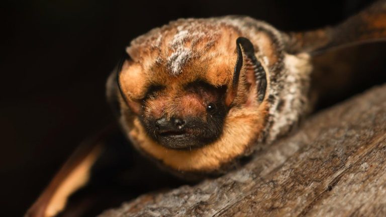 It’s almost Halloween. That means it’s time for a bat beauty contest