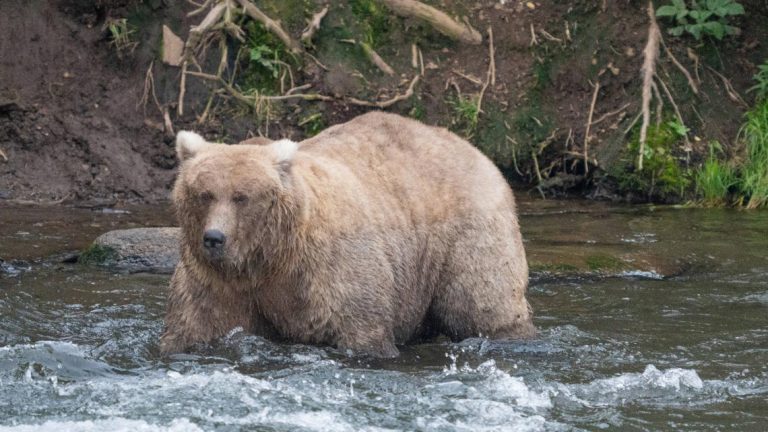 Grazer beats the behemoth that killed her cub to win Alaska’s Fat Bear Contest