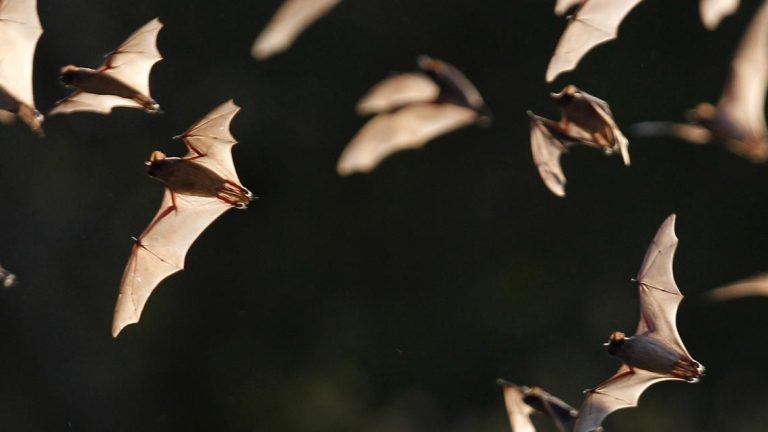 Bat found in North Texas tests positive for rabies, officials say