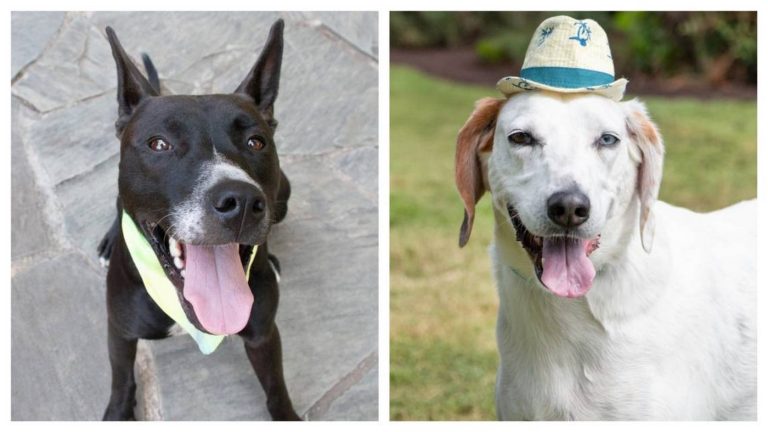 2 Unwanted Dogs Spending Months in Shelter Become Best Friends–Now They’re Family After Adoption of Both