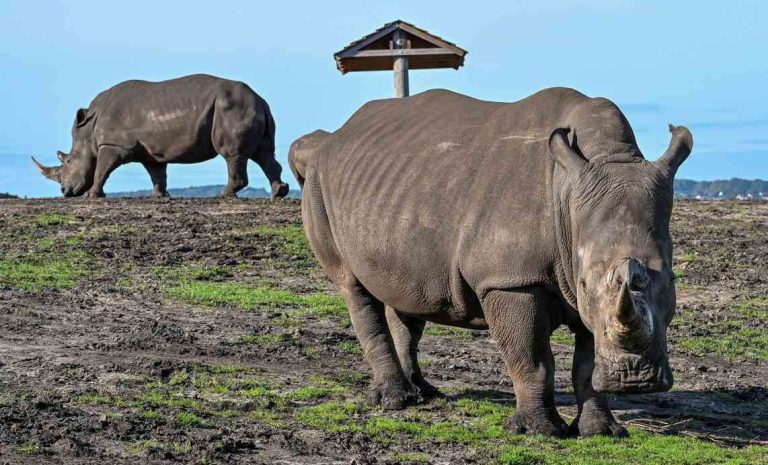 Two Safari Parks Complete Rhino Swap to Unite Sisters for the First Time