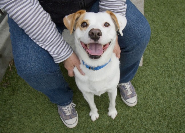 Feel-Good Friday: Hero Dogs and a Rescued Cat Represent America’s Renewal