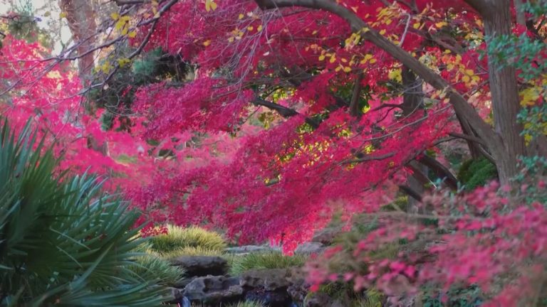 Fall Japanese Festival at Fort Worth Botanic Garden canceled on Sunday