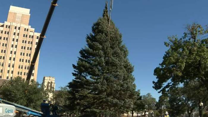 H-E-B Christmas tree arrives in downtown San Antonio