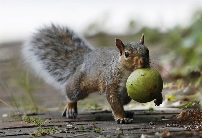 HOT TAKES: Elon and Others Come Together for Peanut the Squirrel, Against Gov’t Overreach