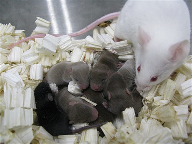 An A-Mouse-Ing Development in New Hampshire: Man Surrenders 1,000 Mice to Shelter