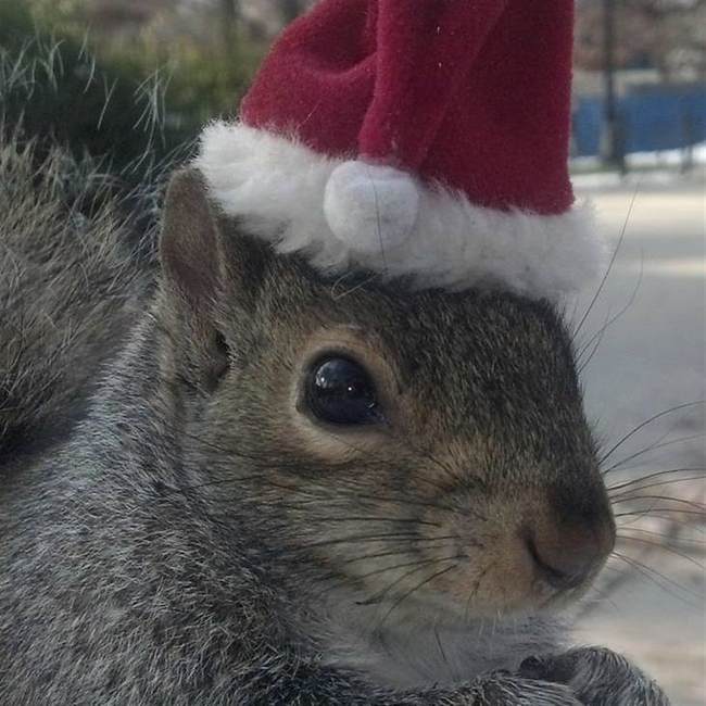 Government Overreach Run Amok: NY State Kills Peanut the Squirrel