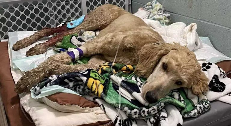 Couple Uses Wedding Fund to Pay for Surgery on Injured Dog Found on Side of Road: ‘She Deserved a Chance’