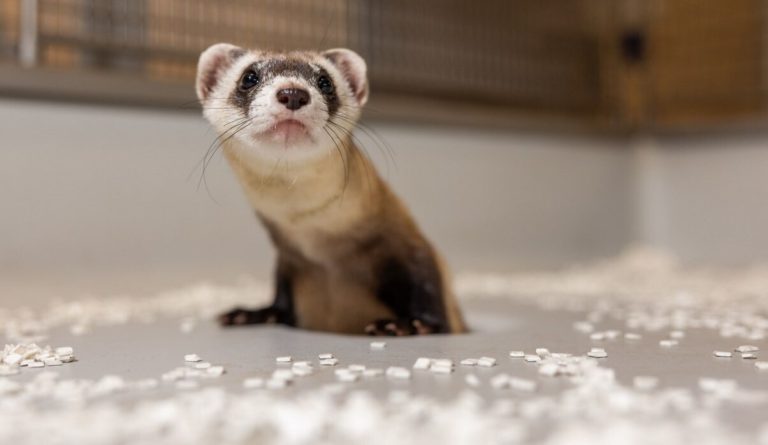 Black-Footed Ferret Cloned to Add Diversity Just Gave Birth to Two New Kits Helping Save Species