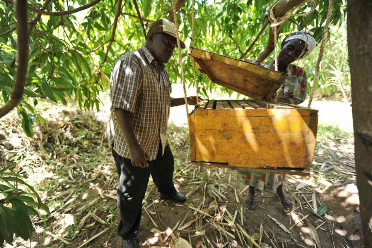 Farmers Use Bees to Deter Elephants from Romping Over Crops–a Win-Win for All