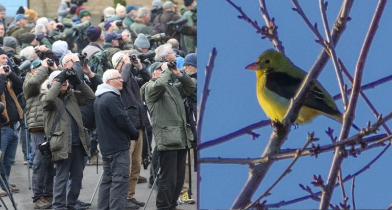 Hundreds of Brits Flock to Quiet Backyard After Bird from America Is Blown Off Course by Hurricane