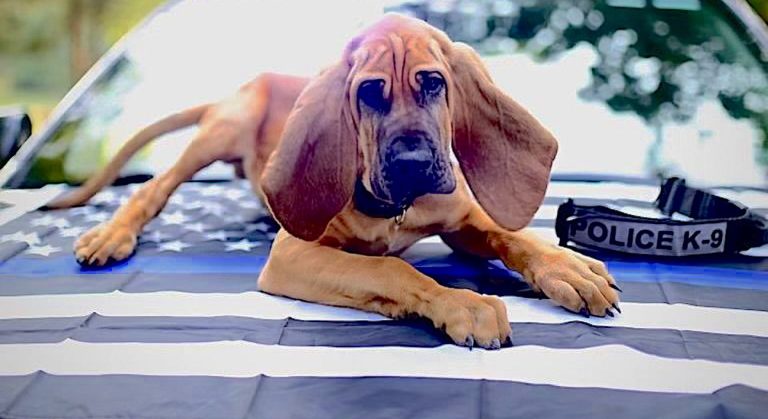 18 Month-old Bloodhound Wins 2024 Hero Dog Awards for Saving Lives And Solving Crimes