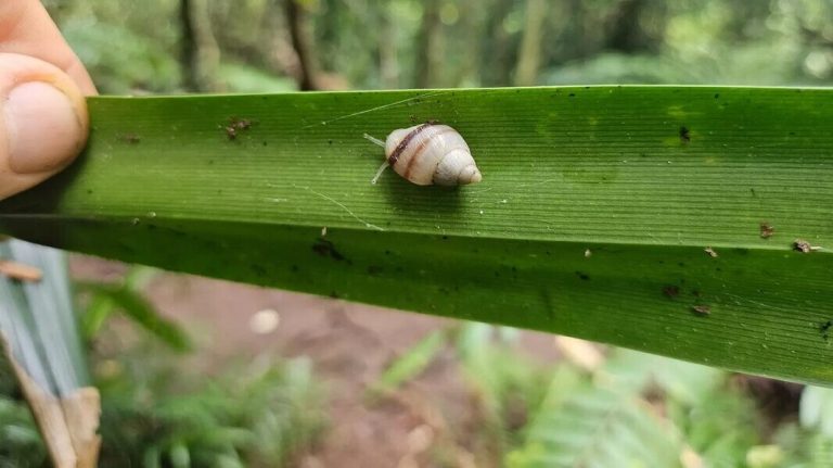 These Tiny Snails Are Breeding in the Wild for the First Time in 40 Years in French Polynesia