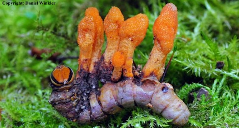 Caterpillar Fungus Used in Chinese Medicine Slows the Growth of Cancer Cells, Shows New Study