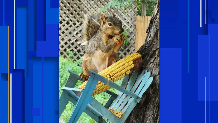 Squirrel shot with dart reemerges in Alamo Heights