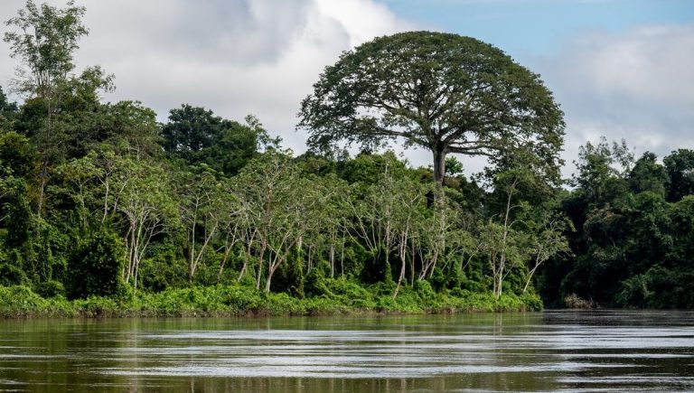 Grove of 100 Giant Trees Discovered in 2019 Are Tallest in the Amazon–and Now Protected by State Park