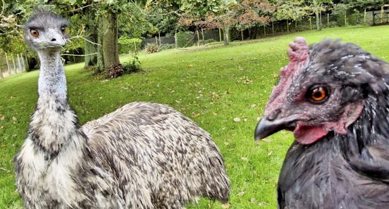 Baby Emu Orphan is Adopted by a Chicken–An Unexpected Mother Hen Turned Teacher