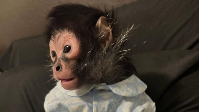 Dallas influencer’s confiscated monkey ‘Jorgie Boy’ faces long recovery, sanctuary says