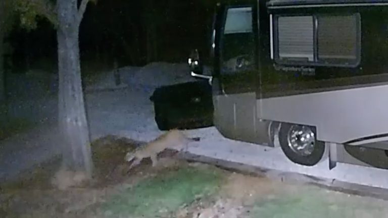 A mountain lion was spotted near Frisco, Lake Dallas. Here’s what to know