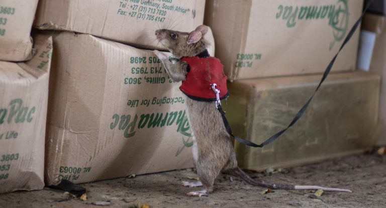 Rats With Tiny Backpacks Being Used to Sniff Out Wildlife Smugglers Trafficking in Animal Parts